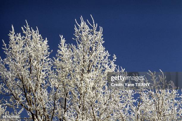 Arbres givres Hiver Parc urbain a Villeneuve d'Ascq.