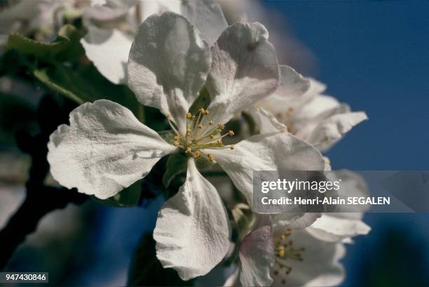 Apple tree flower Fleur de pommier.