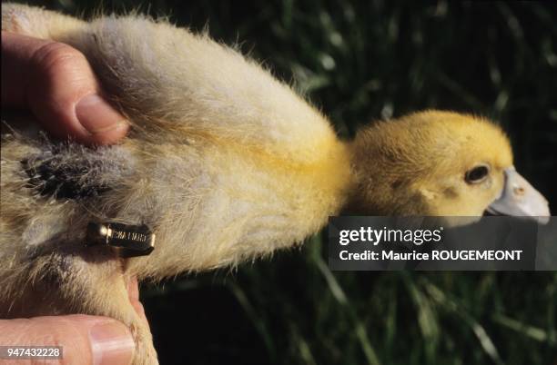 Semaines, les canards de Challans sont bagués. Cette marque authentifiera le produit a l'étal.