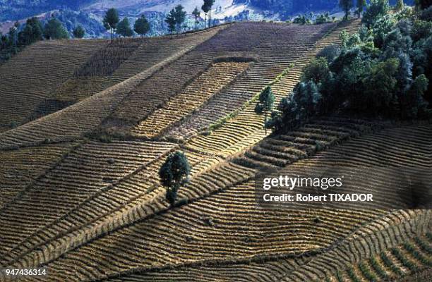 Wheat stubble fields, Totonicapan surroundings. Chaumes de blé, environs TOTONICAPAN.