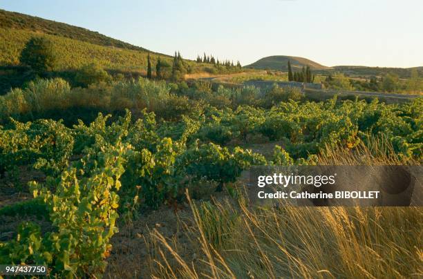 Le massif des Corbières et son vignoble Aude: le massif des Corbières et son vignoble.