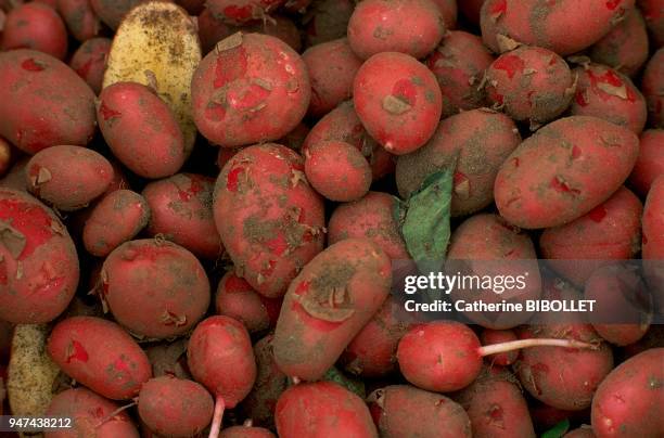 Re Island;firm Roseval potatoes. Charente-Maritime: Ile de Ré;pommes de terre à chair ferme de la variété Roseval.