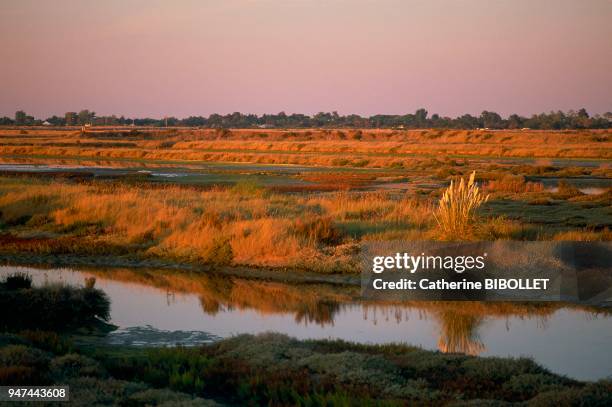 Re Island;Fier d'Ars, abandonned salt marsh. Charente-Maritime: Ile de Ré;Fier d'Ars, marais salant à l'abandon.