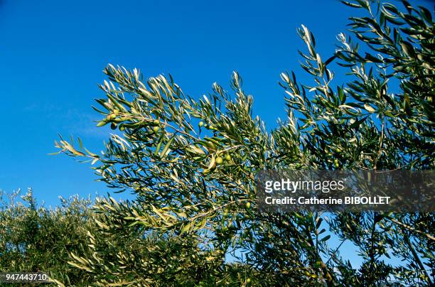 Olive trees in Minervois . Pays cathare: oliviers dans le Minervois .