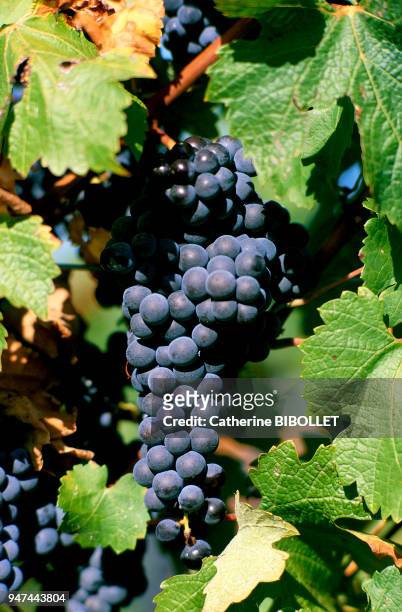 A vineyard of Minervois . Pays cathare: vignoble du Minervois .