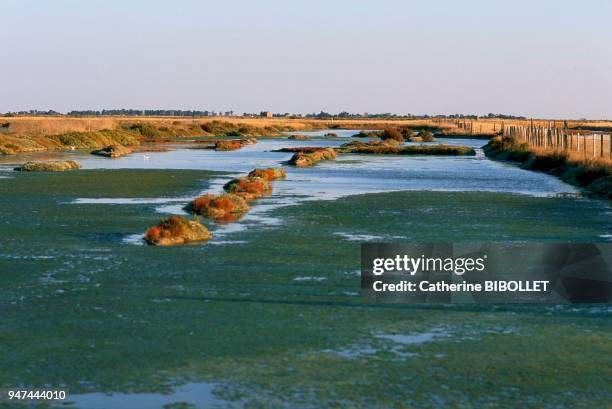 Re Island;Fier d'Ars, abandonned salt marsh. Charente-Maritime: Ile de Ré;Fier d'Ars, marais salant à l'abandon.