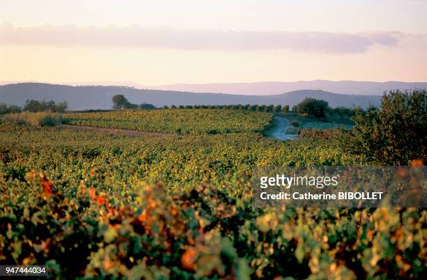 A vineyard of Minervois near Ouveillan . Pays cathare: vignoble du Minervois aux environs d'Ouveillan .