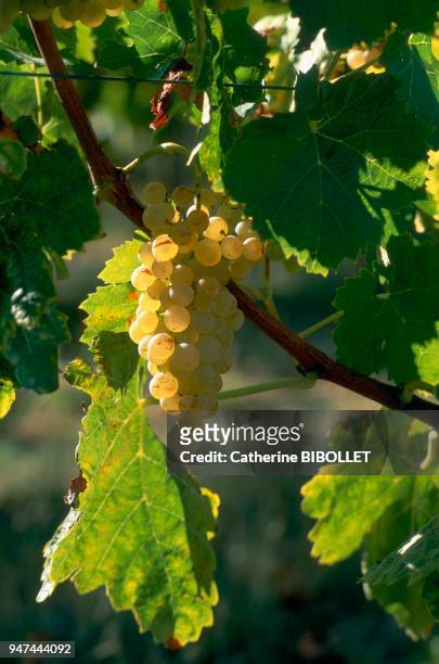 Re Island;bunch of grapes in Ars-en-Ré. Charente-Maritime: Ile de Ré;grappe de raisin à Ars-en-Ré.