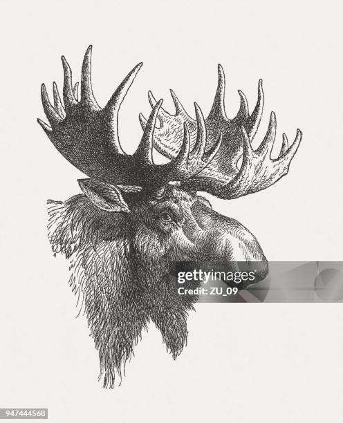 head of a moose (alces alces), wood engraving, published in 1897 - moose stock illustrations