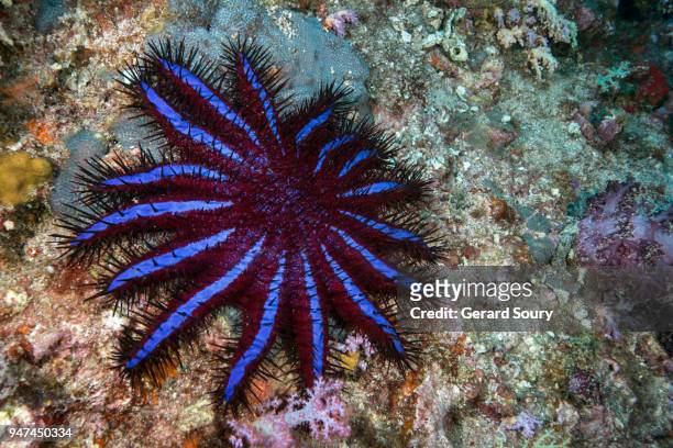 a crown-of-thorns starfish feeding on coral - acanthaster planci imagens e fotografias de stock