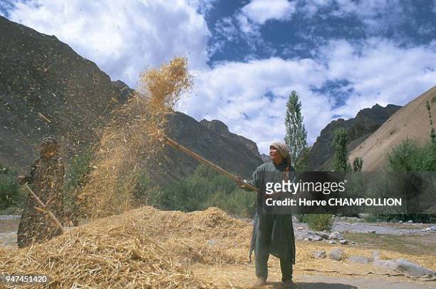 Winnowing. In the high valleys of Ladakh there are many mutual aid associations. One of them, linked to work, consists in putting to work the men,...