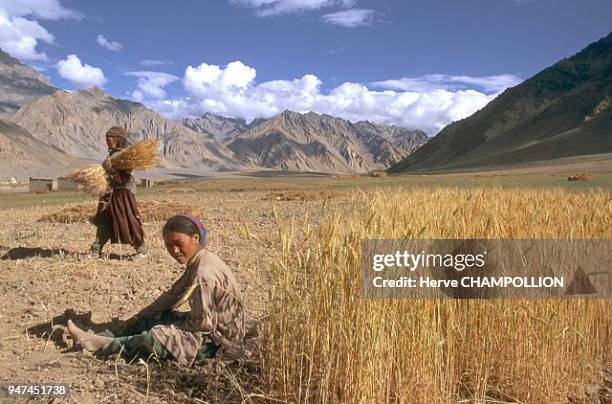 The harvest in Pishu. The few ten thousands of inhabitants in the region have barely three months to create the stocked reserves of cereal and fodder...