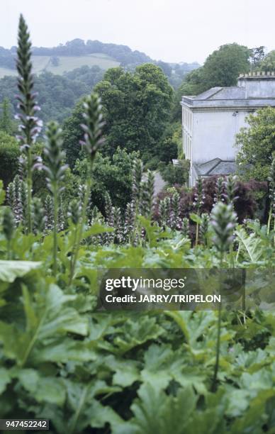 Acanthe du jardin de Greenway Gardens, Galmpton, Brixham, Devon, Angleterre, Grande-Bretagne Acanthus in Greenway Gardens, Galmpton, Brixham, Devon,...