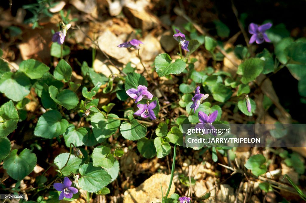 VIOLETTES SAUVAGES