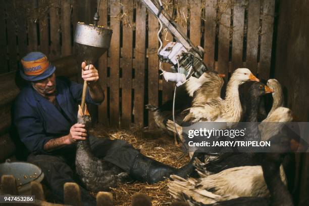 Ducks to force-feed with corn to make foie gras in Perigord Vert in Thiviers village area Gavage des canards au maïs pour la confection de foie gras...