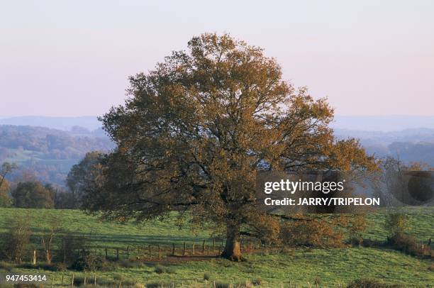 Oak in autumn in Jumilhac-Le-Grand area in the Perigord-Limousin Natural Regional Park in Perigord Vert Chêne en automne, parc naturel régional du...