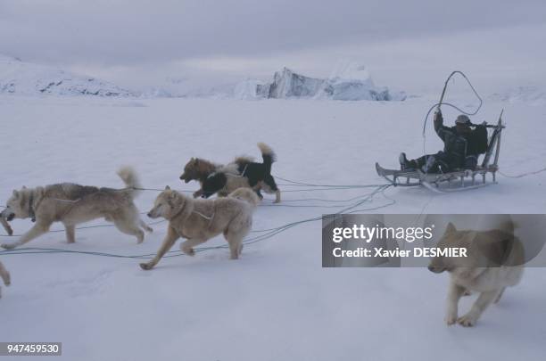 Sermilik Fjord in the winter. The dogs are harnessed in a fan layout. The pack comprises a lead dog and two wingers, which either obey their master's...