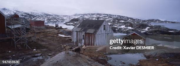 In summer, the village of Tiniteqilaaq . One of the six villages comprising the district of Ammassalik lies on the edge of Sermilik Fjord, about...