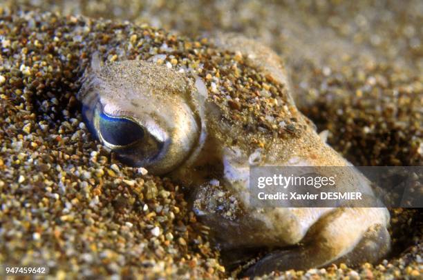 Big weever on sandy bottom. Weever is a dangerous fish. Nature reserve of Scandola in the Mediterranean . Grande vive sur fond sableux. La vive est...