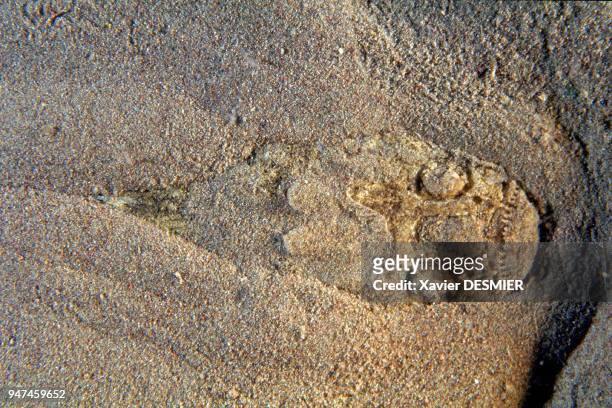 Uranoscope or white rscorpionfishhidden in sand to lie in wait. Scorpionfish is a dangerous fish. Nature reserve of Scandola in the Mediterranean ....