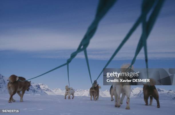 On the winter ice sheet in Sermiligaq Fjord , near Nunakitse Island, in March 2006. The dogs are harnessed in a fan layout. The pack comprises a lead...