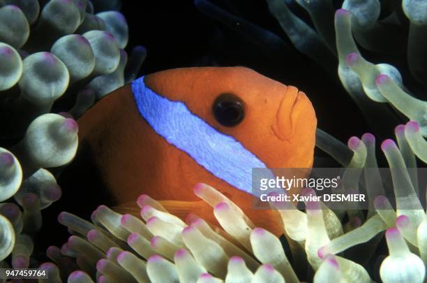 Clownfish and anemones. Lifou Island . Nouvelle-Calédonie, Poisson-clown . Il vit en symbiose avec son anémone. Pour se nourir, elle déploie ses...