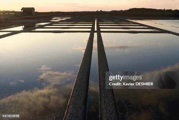 Salted marsh. The "oeillets", squares of 80m2 where the salt is harvested. Coarse salt is piled onto the ledges running along the oeillets. Marais...