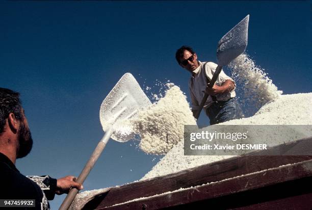 Collecting cooking salt Marais salants de "Guérande", En fin de saison, les "mulons" sont amménés à la Coopérative. La coopérative de Guérande s'est...