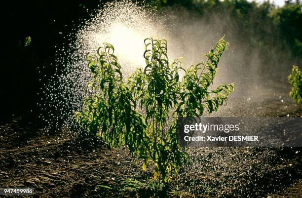 Watering peach trees in Costieres. Agriculture: arrosage des pêchers en Costières.