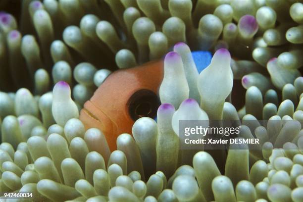 Clownfish and its anemone , Lifou Island, New Caledonia. Nouvelle-Calédonie, Poisson-clown . Il vit en symbiose avec son anémone. Pour se nourir,...