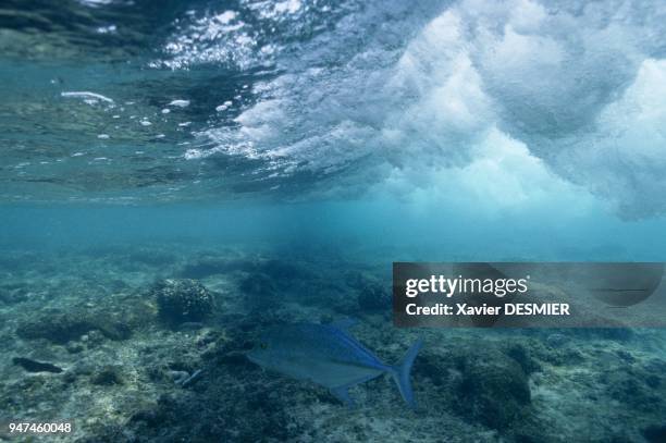 The Clipperton atoll is screened from the waves of the open sea by a fringing external reef that is almost exposed at low tide. Here, a Bluefin...