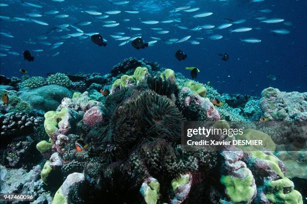 Clownfish and its anemone, , Lifou Island, New Caledonia. Nouvelle-Calédonie, Paysage du récif externe, mélange de madrépores, avec un banc de...