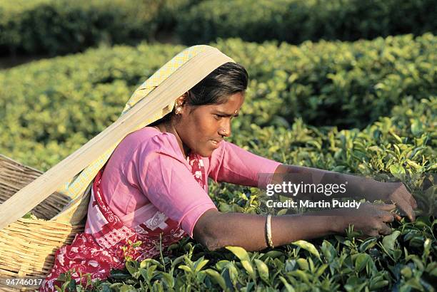 woman wearing traditional dress picking tea. - tea dress stock-fotos und bilder