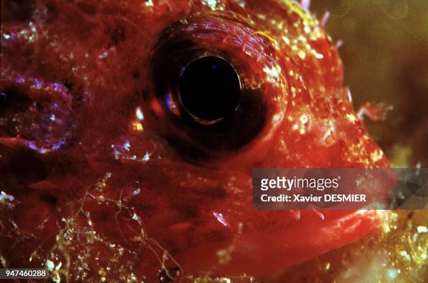 Scorpaena notata. Scorpionfish is a dangerous fish. Nature reserve of Scandola in the Mediterranean . Rascasse pustuleuse . La rascasse est un...