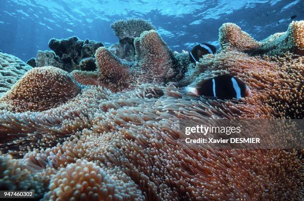 Clownfish . Lifou Island . Nouvelle-Calédonie, Poissons-clown . Ils vivent en symbiose avec leur anémone. Pour se nourir, elle déploie ses tentacules...