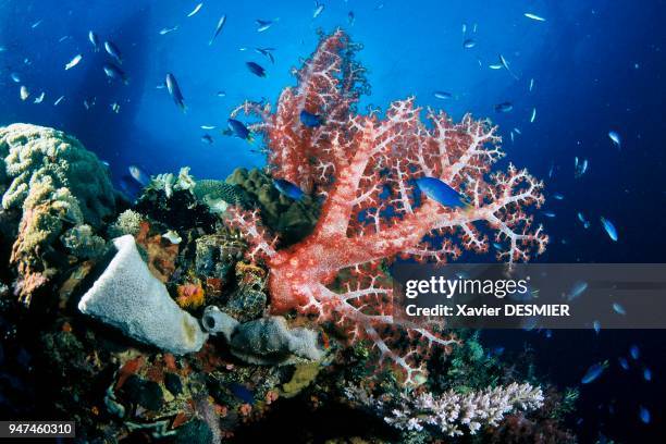 Soft coral and Pomacentrus Pavo on the Fujikawa Maru. Truk lagoon, Micronesia. Coraux mous et Pomacentrus Pavo sur le Fujikawa Maru. Lagon de Truk,...