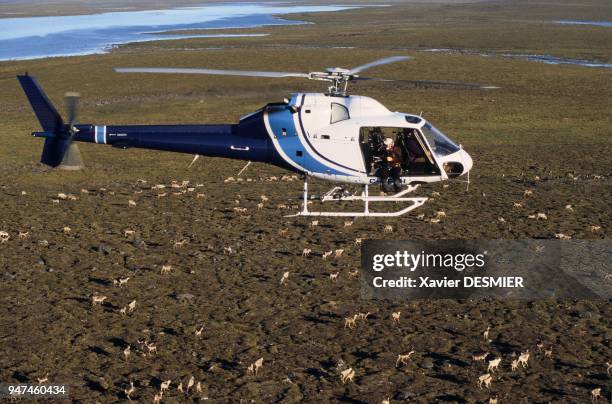 Pendant le tournage du film la "Planète Blanche" de Gédéon production, en juillet 2005. En hélicoptère, le caméraman canadien: Martin Leclerc filme...