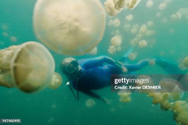 Jean-Michel Cousteau in the lake on Eil Malk Island among Mastigias Papua jellyfish. Palau, Micronesia. Jean-Michel Cousteau dans le lac d'Eil Malk...