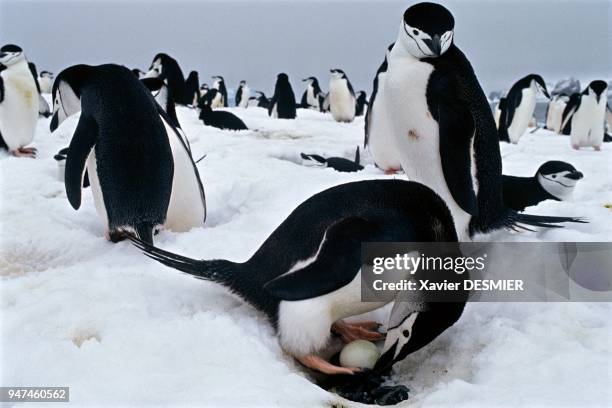 Chinstrap penguin turning over its egg. Elephant Island, north of the Antarctic peninsula. Manchot jugulaire retourant son oeuf. Elephant island au...