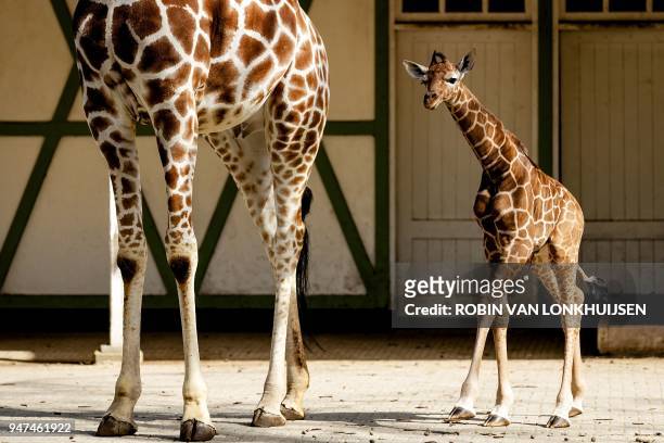 Newborn giraffe follows it's mother outside into their enclosure for the first time at Artis Zoo in Amsterdam on April 17, 2018. / AFP PHOTO / ANP /...