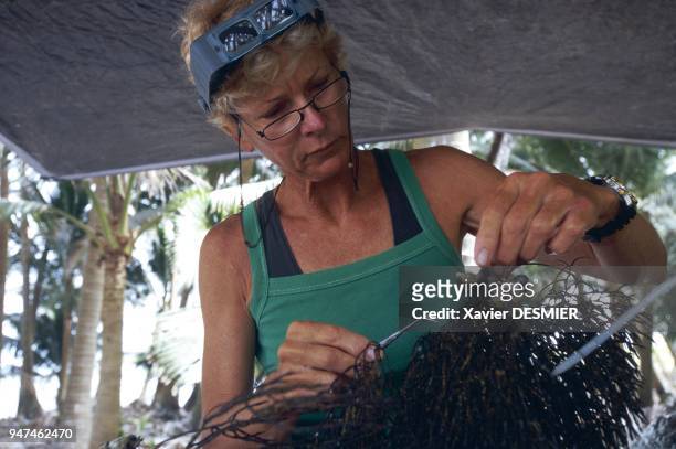 Clipperton island. Kirstie Kaiser examining a branch of black coral picked up at a depth of 53 meters on the external sloping of the northern atoll...