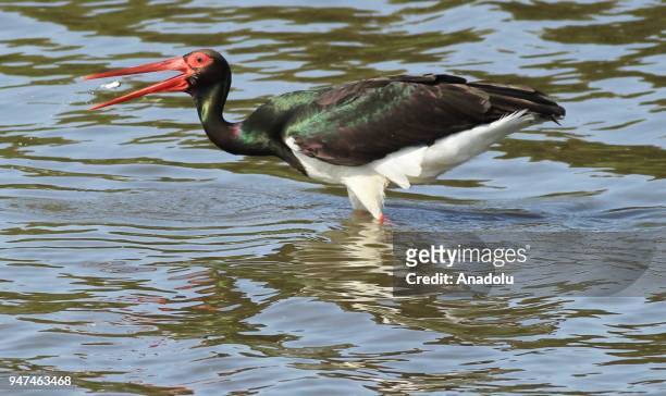 Migratory bird floats on the Kizilirmak River Delta Bird Paradise which is located in the north side of Samsun and stays within the borders of...