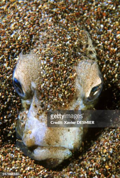 Big weever hidden in sand. Weever is a dangerous fish. Nature reserve of Scandola in the Mediterranean . Grande vive enfouie dans le sable. La vive...