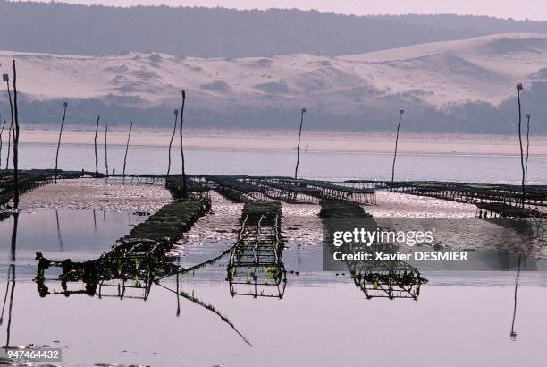 Bassin d'Arcachon, Le banc d'Arguin, Réserve Naturelle, où se sont développés de nombreux parc à huîtres. Situé en face de la fameuse dune du Pyla à...