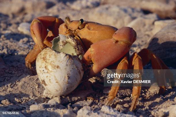 Clipperton atoll. One of the 3 million red land crabs delights in eating an abandoned egg of a masked booby . What a godsend! Atoll de Clipperton, un...