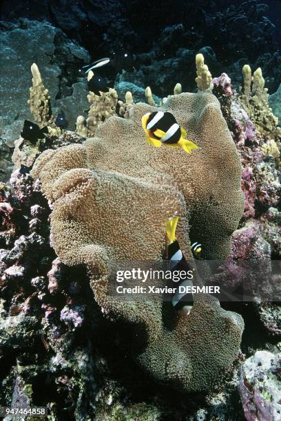 Clownfish and its anemone , Lifou Island, New Caledonia. Nouvelle-Calédonie, Poissons-clowns en symbiose avec son anémone. Pour se nourir, elle...
