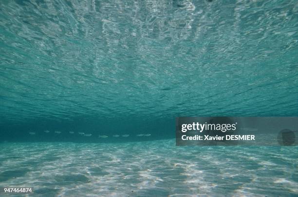 Nouvelle-Calédonie, Un banc de mulet à tache bleue se dessine dans le lointain. Au lieu dit la "Piscine", île des pins . Nouvelle-Calédonie, Un banc...