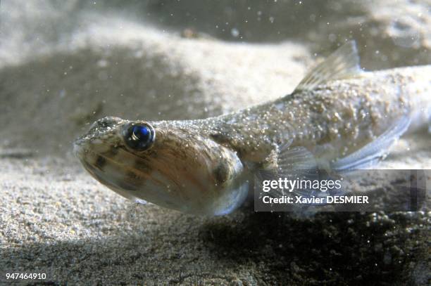 Lizard fish on sandy bottom. Nature reserve of Scandola in the Mediterranean . Poisson lézard sur fond sableux. Réserve naturelle de Scandola en mer...