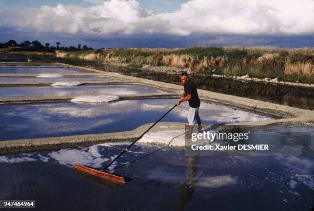 Harvesting coarse salt, marsh of Mess. Marais salants de "Guérande", Prise du gros sel,dans les "oeuillets", carrés de 80 m2 où est récolté le sel....