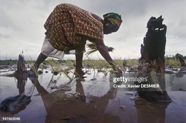 Mangrove de Guinée. Repiquage des semis de riz sur le domaine rizicole de Sonf??, région de Dubreka. Les semis de riz sont cultiv??s sur les tannes...